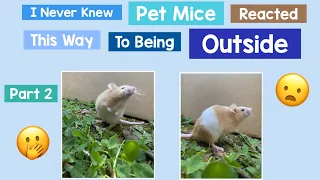 I Never Knew Pet Mice Reacted This Way To Being Outside!! 🤭😦 - Part 2 | #mouse #shorts #pets