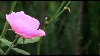 THE IMPACT OF CUT FLOWER INDUSTRY IN KENYA - FULL DOCUMENTARY