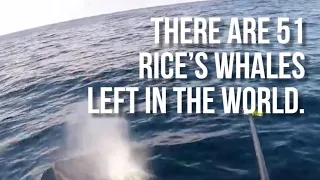 There are 51 Rice's whales left in the world. But Big Oil is top of mind for Committee Republicans.