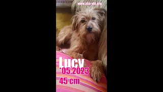 Unsere Zuckerschnute LUCY sucht ihr Kuschelkörbchen