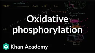 Oxidative phosphorylation and the electron transport chain | Khan Academy