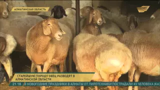 Старейшую породу овец разводят в селе Енбекши