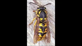 How To Eliminate Yellow jackets Trap These Queens In Spring