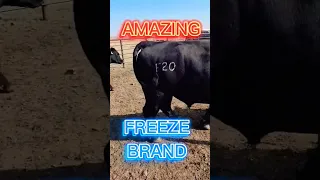 AMAZING Freeze brand on this bull. This type of branding is virtually painless. Grows back white..