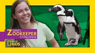 Adorable Penguin Party | Sam's Zookeeper Challenge