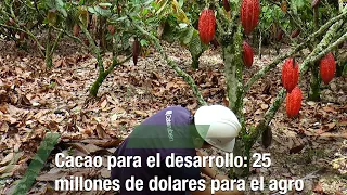 Cacao para el desarrollo: 25 millones de dolares para el agro-TvAgro por Juan Gonzalo Angel Restrepo