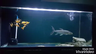 Goliath tiger fish