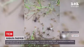 Новини світу: в Австралії тисячі павуків, рятуючись від повені, заповзають до житлових будинків