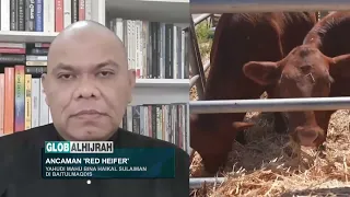 ANCAMAN 'RED HEIFER' | YAHUDI MAHU BINA HAIKAL SULAIMAN DI BAITUL MAQDIS