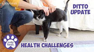 DITTO UPDATE! - Health Challenges - Channel Update - Lucky Ferals S5 E8