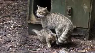 Scottish Wildcat Kittens at the Highland Wildlife Park (September 2013) - 02