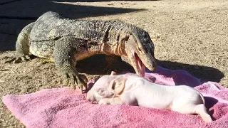 PIG IS DINNER for KOMODO DRAGON-sized Lizard