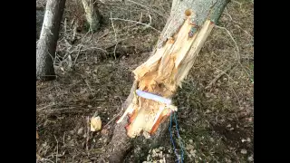 Sprängning av träd/Tree blasting