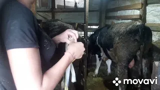 Вес быков в 10 месяцев