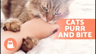 My CAT BITES Me While Gently PURRING 🐱 (Reasons Carts Purr Then Bite)