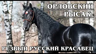 ORLOV TROTTER: the Best breed of fast horses in the world-from Russia