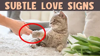 PAY ATTENTION to THESE SECRET and SUBTLE SIGNS OF CAT LOVE ‼️