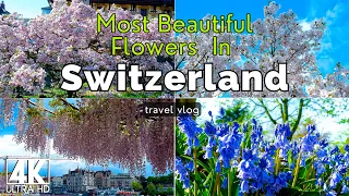 The Most Beautiful Flowers 🌿 🌼 In Switzerland  With Relaxing Music. Beautiful Switzerland 4k