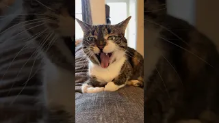 cat yawn & a BIG stretchy stretch