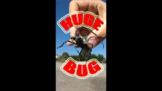 Giant bug bite Большой дубовый усач видео гигантский жук Cerambyx cerdo video huge bug