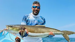 Cobia on snap bait