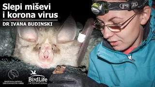 [01] Slepi miševi i korona virus - dr Ivana Budinski