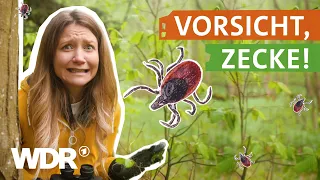 Zecken - Warum sind sie so gefährlich? | neuneinhalb - Deine Reporter | WDR