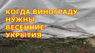 Когда винограду нужны весенние укрытия