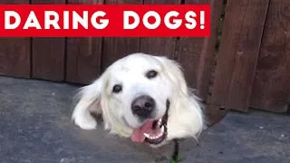 Funniest Daring Dog & Escape Animal Videos Weekly Compilation 2017 | Funny Pet Videos