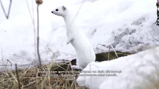 Национальные парки: Шахдагский