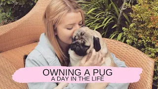 WHAT IT'S LIKE OWNING A PUG | Day in the life of a pug