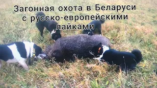 Охота загонная в Беларуси с русско-европейскими лайками#9|Wild boar hunting in Belarus with huskies