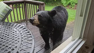 Curious Bear Investigates Outdoor Furniture