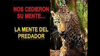 🔥 LA MENTE DEL PREDADOR - NOS CEDIERON SU MENTE... (CASTANEDA - DON JUAN)