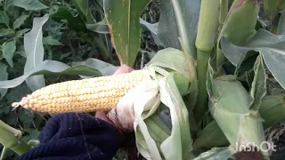 Найстійкіша кукурудза на 18 09 2020р.