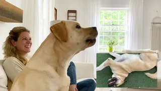 Cute Dog Watching TV - Funny Reaction