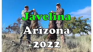 Javelina  2022  -  Arizona Bowhunt