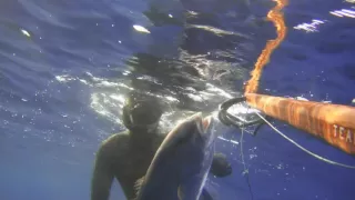 Μαγιάτικο 20kg σε βαθύ καρτέρι-Amberjack 20kg on a deep ambush - Akya Ricciola Seriole  Limon