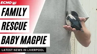 Baby magpie develops incredible bond with family after being rescued from bird attack