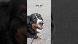 Walking in the Freezing Cold: Me vs My Dog 😂 | #bernesemountaindog #dog #cutedog #dogvideo