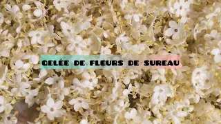 Gelée de Fleurs de Sureau