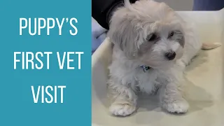 PUPPY'S FIRST VET VISIT | Maltipoo Puppy Check-Up