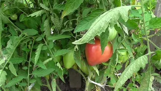Опыт выращивания помидора сорта ТЯЖЕЛОВЕС СИБИРИ в открытом грунте