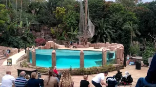 Tenerife 2017 - Jungle Park Sea Lion Show