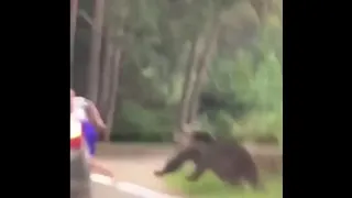 UNBELIEVABLE Bear Attacks & Interactions CAUGHT ON CAMERA!