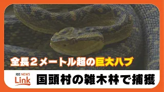 年間2000匹を捕獲するハブハンター 衝撃のヤンバルクイナ丸のみハブの次は、2メートル超の巨大ハブを捕獲