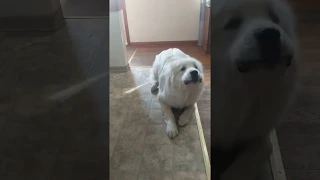 Great Pyrenees puppy protecting us from an intruder in the house!