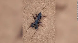 Acid-shooting whip scorpions are roaming a national park in Texas