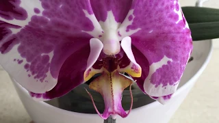 Двадцать орхидей с названиями: Леко Фантастик, Льюис Берри, Сакрифайс, Каода .......