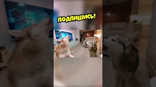 ХАСКИ ПОЮТ!!